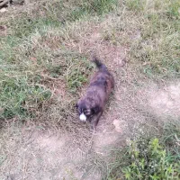 واگذاری سگ نر|سگ|توتکابن, |دیوار