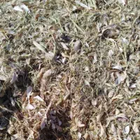 خریدار کاه لوبیا