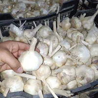 سیر