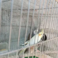 پرنده|پرنده|ایرانشهر, |دیوار