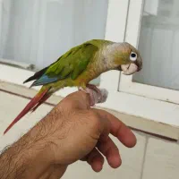 جوجه گرینچیک دستی و سخنگو