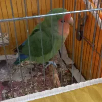 طوطی کوتوله