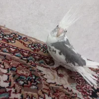 عروس خوش رنگ کم یاب|پرنده|مشهد, ایثار|دیوار