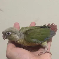 جوجه سرلاکی و نر بالغ گرینچیک
