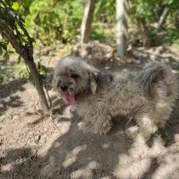 سگ پاکوتا نر ماده