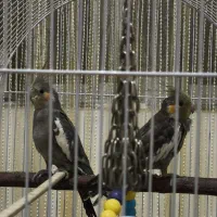 فروش 2عددعروس هلندی سخنگو