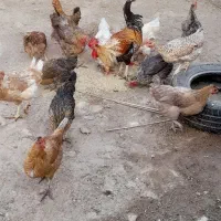 فروش مرغ محلی