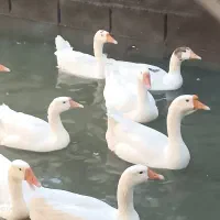 قو ، غاز ، مرغ ، تخم ، خوراک