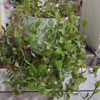گل و گیاه