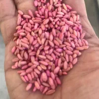 بذرگندم باران  دیم بوجار شده وسم زده کیسه