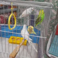 پرنده خانگی مرغ عشق