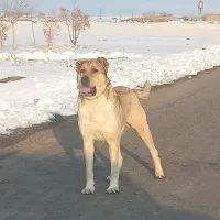 واگزاری سگ سراب