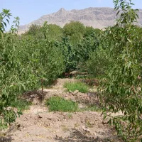 فروش-باغ