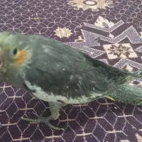 عروس هلندی|پرنده|جزنیک, |دیوار