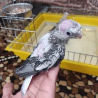 عروس هلندی سرلاکی معاوضه با کوتوله طوطی برزیلی|پرنده|شیراز, رکن‌آباد|دیوار