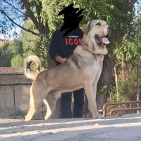 پژدر|سگ|اردبیل, |دیوار