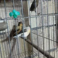 قناری ماده|پرنده|کیار, |دیوار