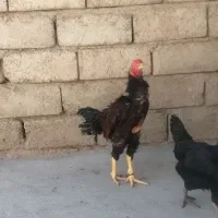 خروس لاری