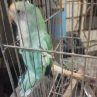 طوطی برزیلی ماده|پرنده|کرج, عظیمیه|دیوار