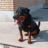 روتوایلر نر اصل نژاد آلمانی