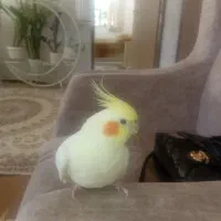 عروس هلندی
