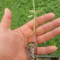 نشا|خدمات باغبانی و درختکاری|پیشوا, |دیوار