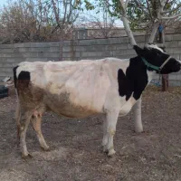 سنگین آبستن