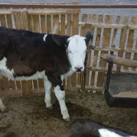 گوساله ماده قلم درشت