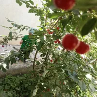 ویلا باغ تقی آباد ابتدای فرعی نصراباد