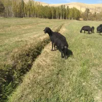 قوچ قره قزل|حیوانات مزرعه|زنجان, |دیوار