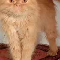 گربه پرشین ماده