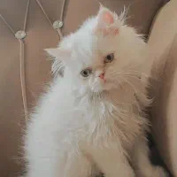 گربه برای جفت گیری