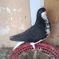 ماده خوشرنگ معاوضه