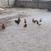 خروس