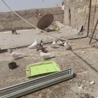 ۵جفت کفتر فزوش|پرنده|تهران, قلمستان|دیوار
