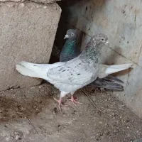 سوسنگرد|پرنده|سوسنگرد, |دیوار