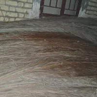 پیش درخت نخل