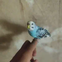 مرغ عشق|پرنده|تبریز, |دیوار