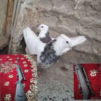 بادی گامو5/5معاوضه باکبوترطوقی وسینه ای کاکل