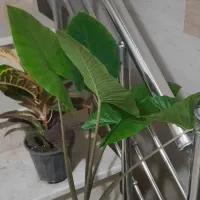 دیفن