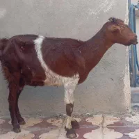 بز قصابی
