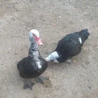 سه عدداوردک نرفروشی