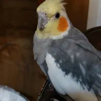 عروس هلندی نر بالغ سخنگو