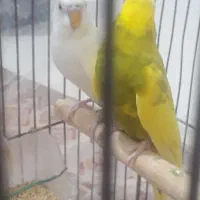 حیوان زینتی