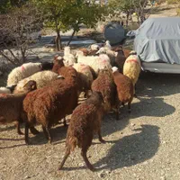 عرضه گوسفند مغانی کردی افشاری زنده .|حیوانات مزرعه|تهران, آذربایجان|دیوار