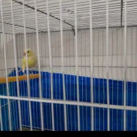 قناری طوطی سهره گرینچیک گلدین عروس مینا