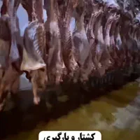 گوشت گوساله