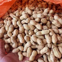 100 تن بادام زمینی مغان خشک پر مغز سفید بدون خاک