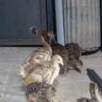 فروش جوجه بوقلمون برنز وبوربون چهل روزه
