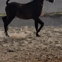 کره اسب کره سلطان داوری نو سیاه خانه خراب|اسب و تجهیزات اسب‌سواری|اصفهان, پرتمان|دیوار